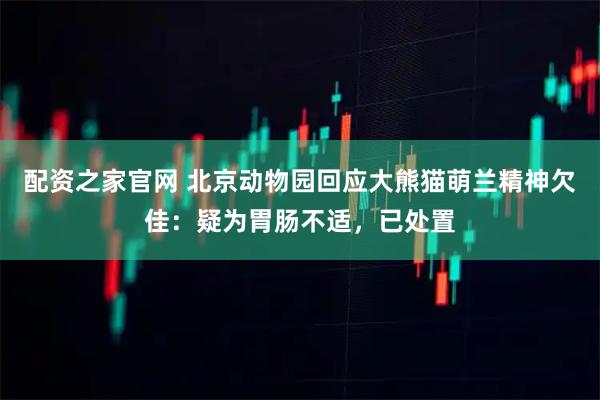 配资之家官网 北京动物园回应大熊猫萌兰精神欠佳：疑为胃肠不适，已处置
